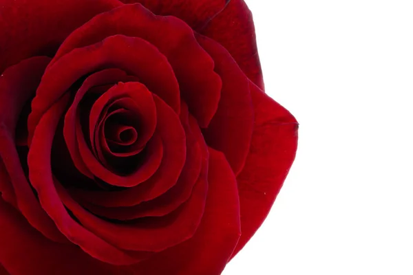 Una Hermosa Rosa Roja Cerca — Foto de Stock