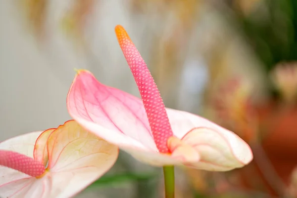 Красивый Антуриум Цветок Крупным Планом — стоковое фото