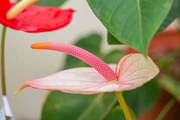 Schöne Anthurium Blume Nahaufnahme — Stockfoto