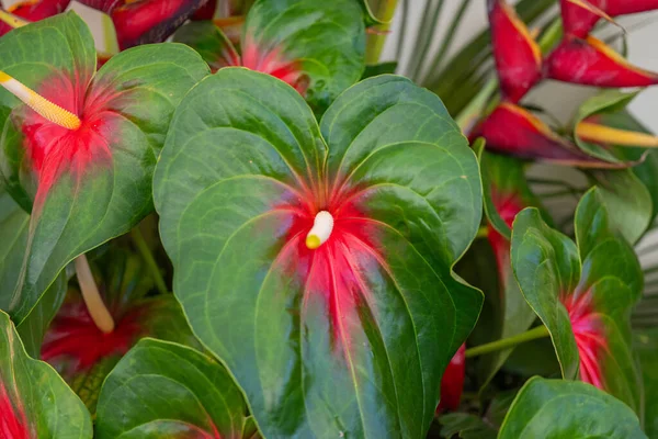 Hermoso Anthurium Flor Primer Plano —  Fotos de Stock