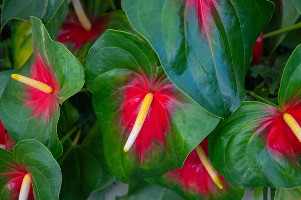 Piękne Anthurium Kwiat Zbliżenie — Zdjęcie stockowe