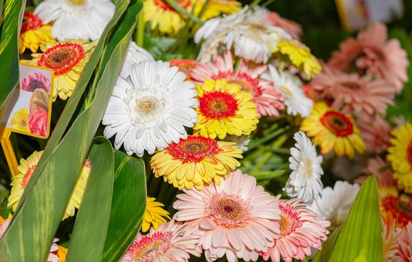 Gerbera Flowers Flower Show — Stock Photo, Image