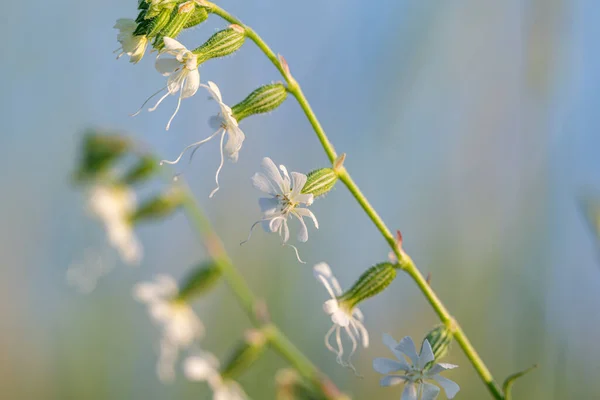 White Flowers Summer Meadow — Stock Photo, Image