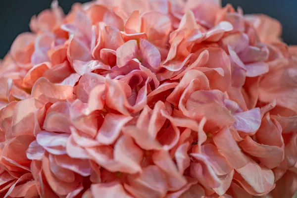 Hortênsia Artificial Flor Closeup — Fotografia de Stock