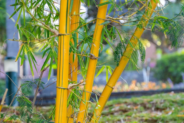 Korulukta Büyüyen Bambu — Stok fotoğraf