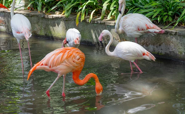 Roze Flamingo Het Park — Stockfoto
