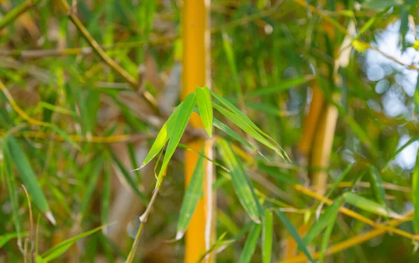 Rośnie Bambus Gaju Zbliżenie — Zdjęcie stockowe
