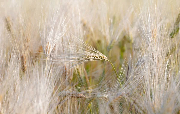 Пшеница Поле Солнечный День — стоковое фото