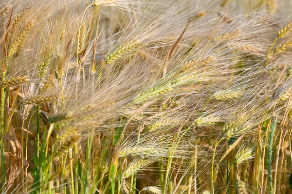 Pšenice Poli Slunečného Dne — Stock fotografie