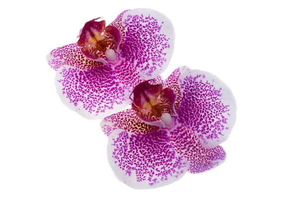Orchid Flower Isolated White Background — Stock Photo, Image