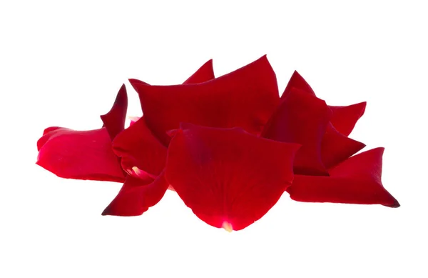 花瓣红玫瑰 白色背景隔离 — 图库照片