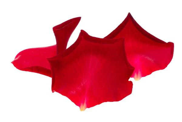 Πέταλα Κόκκινο Τριαντάφυλλο Απομονωμένο Λευκό Φόντο — Φωτογραφία Αρχείου