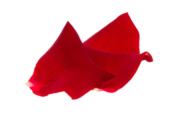 Πέταλα Κόκκινο Τριαντάφυλλο Απομονωμένο Λευκό Φόντο — Φωτογραφία Αρχείου