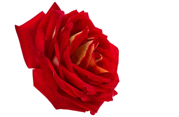 Czerwona Róża Izolowana Białym Tle — Zdjęcie stockowe