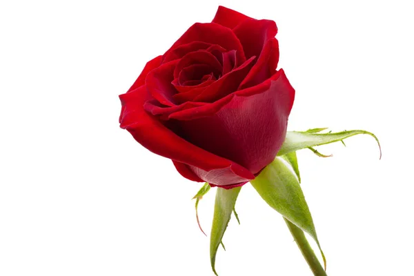 Rød Rose Isolert Hvit Bakgrunn – stockfoto