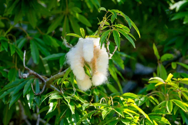 棉纤维Ceiba Pentandra — 图库照片