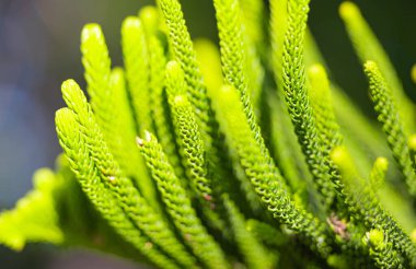 Güneşli bir günde Norfolk çamı yakın çekim