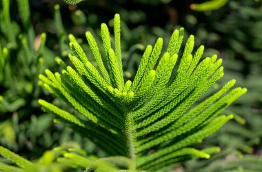 Güneşli bir günde Norfolk çamı yakın çekim