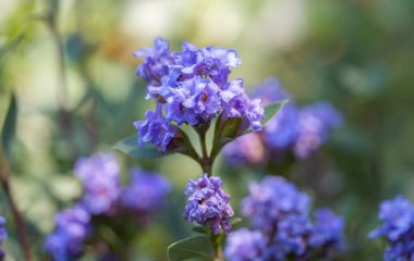 Seratostigma Güneşli bir günde kapanır