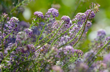 Lobularia maritima güneşli bir günde kapanıyor