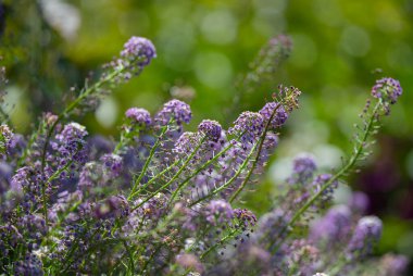 Lobularia maritima güneşli bir günde kapanıyor