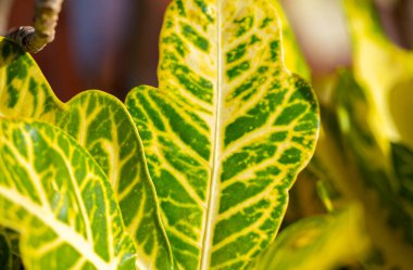 Codiaeum varegatum yaprakları yakın plan