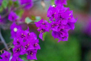Çiçek bougainvillea yakın plan