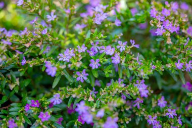 Cuphea hyssopifolia çiçekleri kapanır