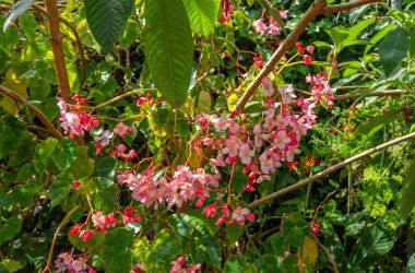 Begonya çiçekleri kapanıyor