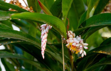 çiçek alpinya tserumbet yakın plan
