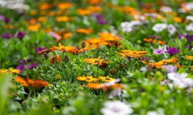 Osteospermum çiçeği çiçek tarlasında yetişiyor.