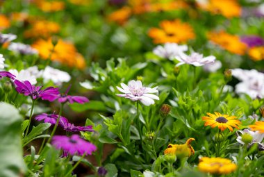 Osteospermum çiçeği çiçek tarlasında yetişiyor.