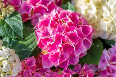 ortanca çiçeklerinin arkaplanı