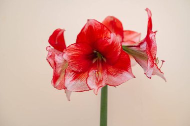Amaryllis çiçeği bej bir arka planda yakın plan