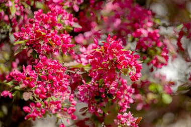 İlkbaharda kırmızı çiçeklerle çiçek açan elma ağacı