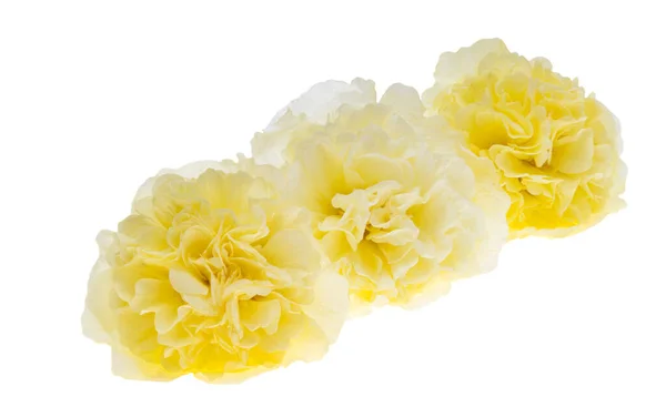 Yellow Mallow Isolated White Background — 图库照片