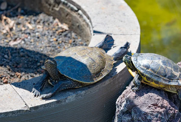 Turtle Pond Park — Stock Photo, Image