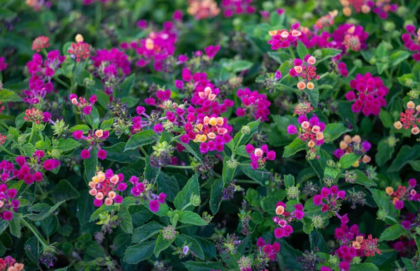 Květiny Lantana Camara Zblízka — Stock fotografie