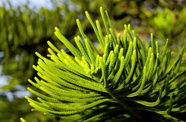 Norfolk Pine Närbild Solig Dag — Stockfoto