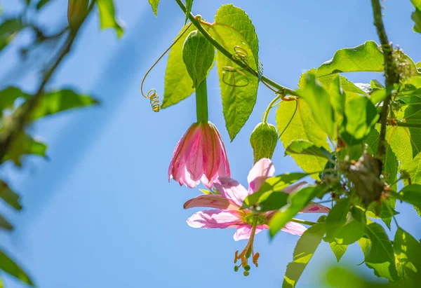 Passiflora Matthew Close Μια Ηλιόλουστη Μέρα — Φωτογραφία Αρχείου