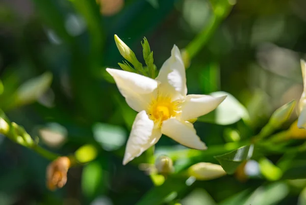 Oleander Flower Light Yellow Close — Stock Photo, Image