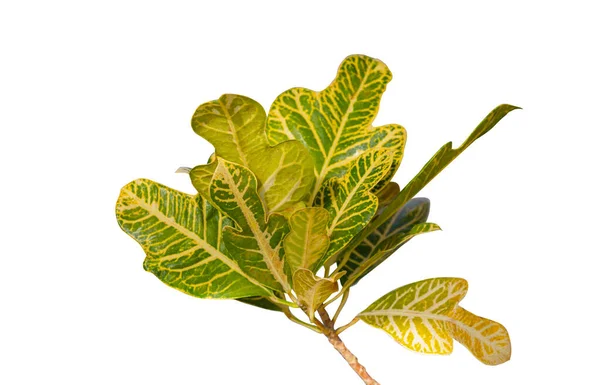 Leaves Codiaeum Variegatum White Background — Stock Photo, Image