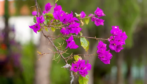 Květiny Bougainvillea Close — Stock fotografie