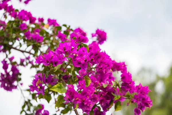 Blumen Bougainvillea Nahaufnahme — Stockfoto