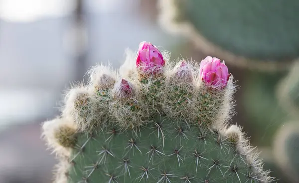 Kaktusa Opuntia Leucotricha Zbliżenie — Zdjęcie stockowe