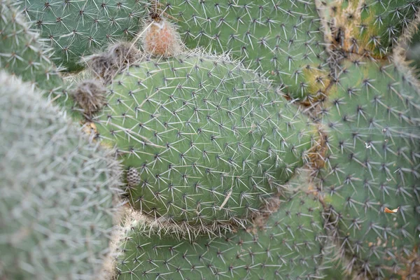 Cactus Opuntia Leucotricha Primer Plano —  Fotos de Stock