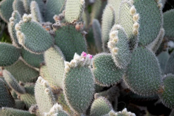 Kaktusa Opuntia Leucotricha Zbliżenie — Zdjęcie stockowe