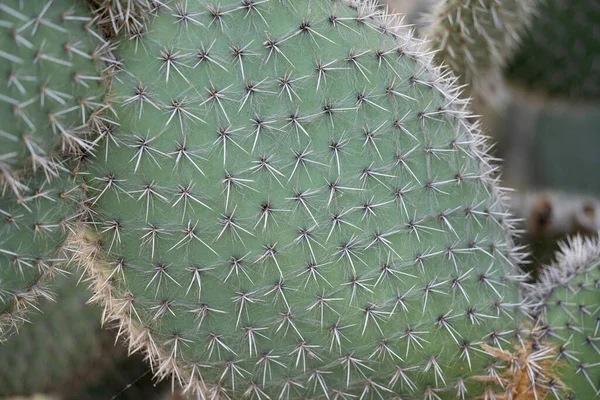 Cactus Opuntia Leucotricha Close — Stockfoto