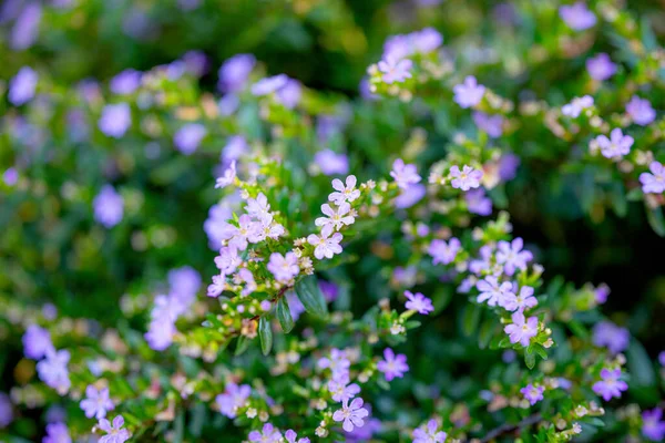 Cuphea Hyssopifolia Flowers Close — Stock Photo, Image