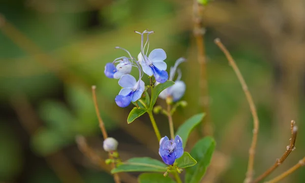 Modrá Rotheca Květina Zavřít — Stock fotografie